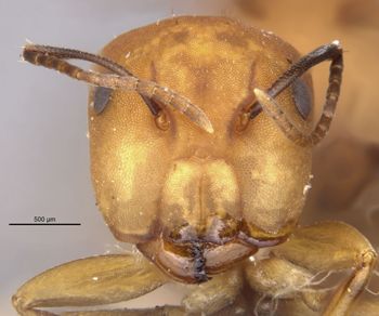 Media type: image;   Entomology 21630 Aspect: head frontal view